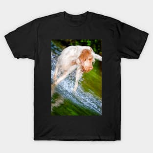 River splash Spinone T-Shirt